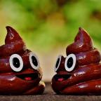 Dogs Poo
