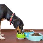 Dogs and pet food