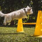 Dogs in play park