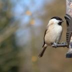 Garden Bird Feeder