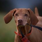 Gun Dog Training 