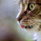 International cats day