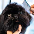 Pampered Dogs