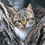Pet Insurance