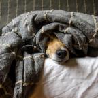 Pet allergies
