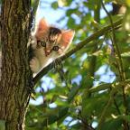 Petplan Cats Protection