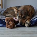 Pets at home