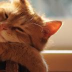 Pets in the sun