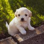 Puppy Training