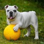 Rescue Dogs New Tricks