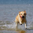 Summer Pet Care