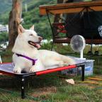 Top tips Pets In Hot Weather