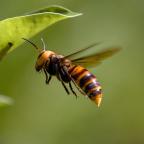 asian-giant-hornet