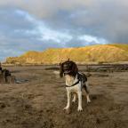 springer spaniel dog with his ball standing on the sand near rocks on a beach in Cornwall 