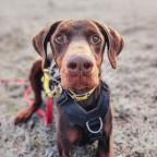 dog on a cold weather walk