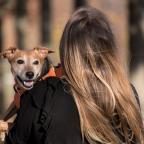 dog survey
