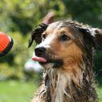 Dog Shower