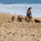 Dogs on the beach