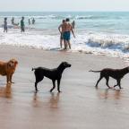 With schools across the country breaking up for the summer holidays, millions of families will be flocking to the seaside to make the most of the warm weather. And with a third of all UK households now owning a dog, many families will be choosing to share