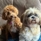 two cute dogs sitting on a sofa