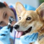 Corgi dog having its ears examined by a veterinary