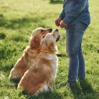 two dogs returning to owner for praise while walking in countryside