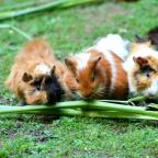Guinea Pig Forum