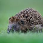 Hedgehog Garden