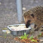 Hedgehogs