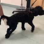 Paralysed dog getting veterinary treatment 