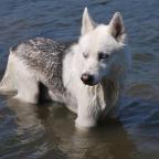 keeping dogs cool