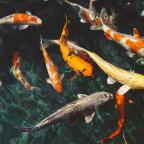 koi-fish record price