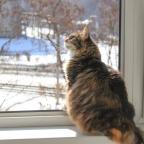 cat sitting by window looking out at snow