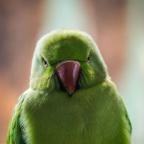 Shallow Focus Photo of Green Bird