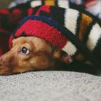 frightened small brown dog hiding under a checked blanket