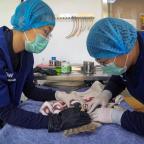 Veterinarians Operating on a Bird