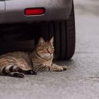 Cat Lying Under the Car