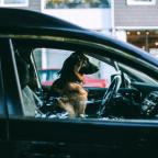 Dog sitting in car on city street