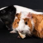 guinea pigs