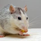 Black and White Mouse