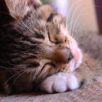 cute kitten sleeping on a couch