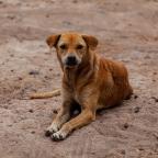 stray-dog
