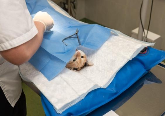 Cats Vet