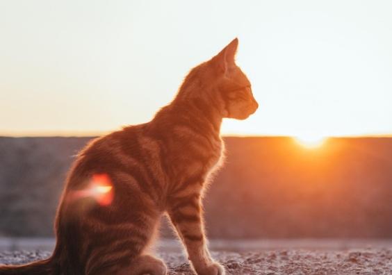 Cats in the sun