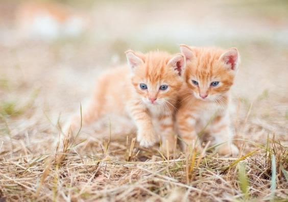 Cute cats Cute cats