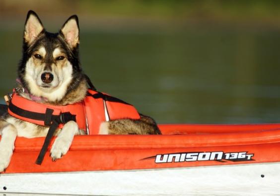 Dog On Holiday