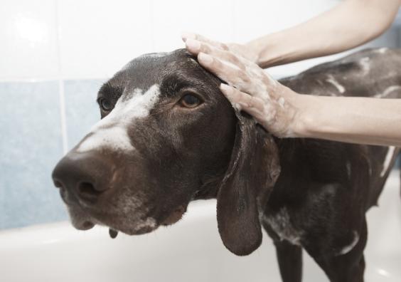 Dog Soap