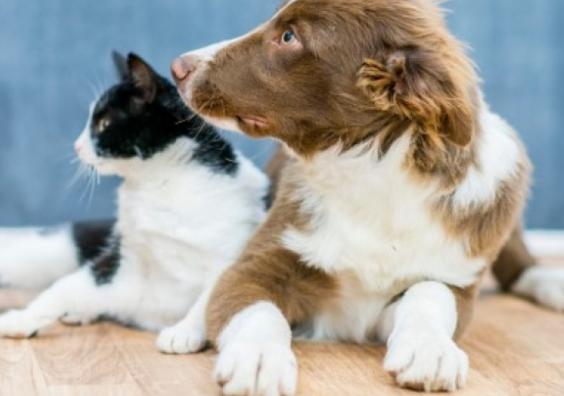 Dog & cat