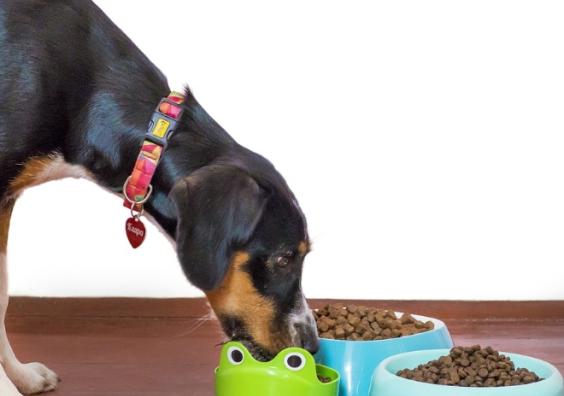 Dogs and pet food