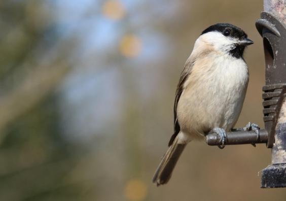 Garden Bird Feeder